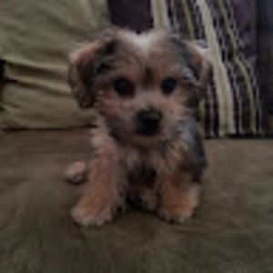 Meet your Posher, Noel